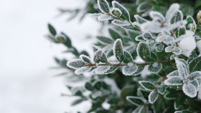 How to protect plants from frost – 12 quick solutions to keep plants alive through winter