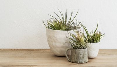 How to Water Air Plants — Clever Watering Tips to Help Your Beloved Houseplants Thrive