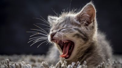 Kitten teething advice from a vet