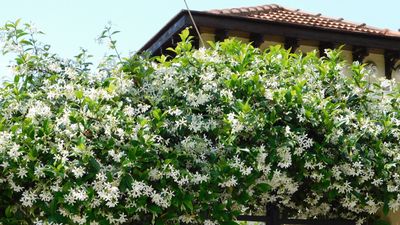 Best evergreen climbers – 10 options to add greenery to garden walls, fences and pergolas