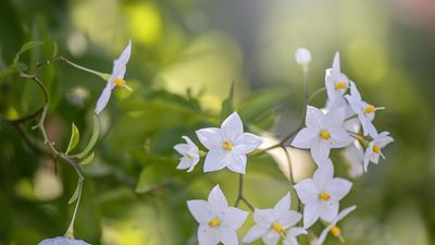 Best evergreen climbers – 10 impactful vines to add foliage, flowers and year-round color to your yard