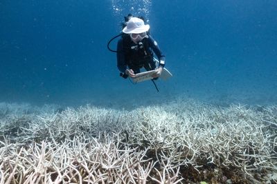 Coral reefs being pushed to extinction