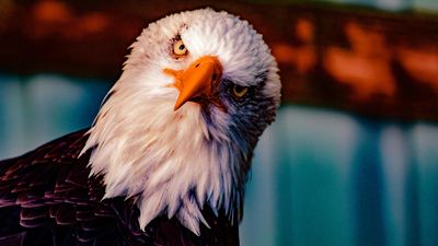 EagleCam is back! Watch a pair of nesting bald eagles get ready for their baby eaglet in Minnesota