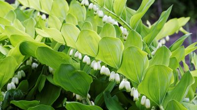 How to grow Solomon's seal – for a graceful part-shade perennial with bell-like blooms