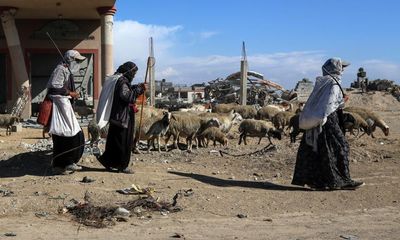 Gaza food production ‘decimated’ with 70% of farmland hit, UN finds