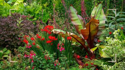 How to protect banana plants in winter so they come back bigger and better next year