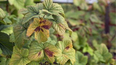 Can't figure out why your plant's leaves are turning red and brown? Experts warn it could be a phosphorus deficiency