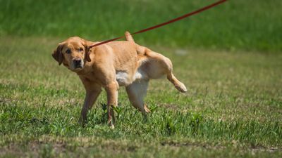 Why is my dog peeing so much? Vet explains the causes for increased urination in dogs