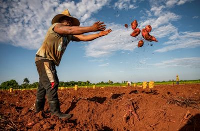 Hurricane Rafael Deepens Cuba's Food Crisis, Devastates Farms, and Worsens Shortages