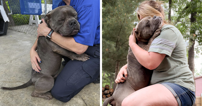 Lovely Pitbull Can’t Stop Hugging Woman Who Gave Him Foster Home, Goes Viral When Pics Spread Online