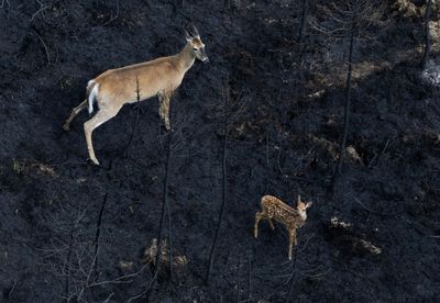 Michigan Hunters Struggling to Drag Away Deer Carcasses Suffer Fatal Heart Attacks