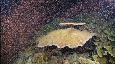 Coral spawning program hailed a great success for reef