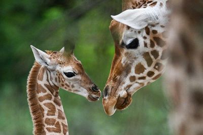 US moves to list giraffes under Endangered Species Act for first time