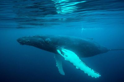 Reduce whale-ship strikes by making 2.6% of ocean surface safer, study says