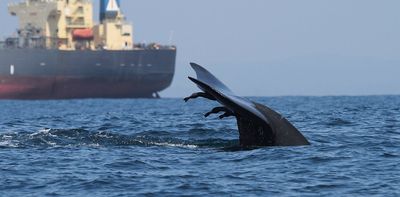 New maps show high-risk zones for whale-ship collisions − vessel speed limits and rerouting can reduce the toll