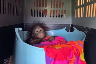 Baby orangutan travels first class to join youngsters at Dorset monkey sanctuary