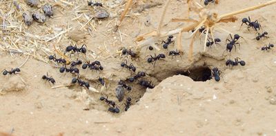 Ant stings can be painful. Here’s how to avoid getting stung this summer (and what to do if you do)