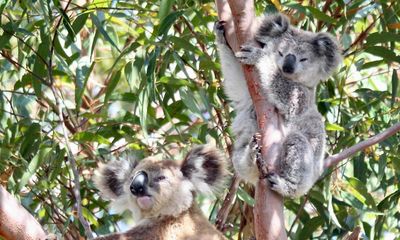 NSW government passes bill to repair ‘broken’ biodiversity offset scheme