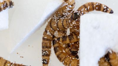 Plastic-eating mealworms found in Kenya offer hope for waste crisis