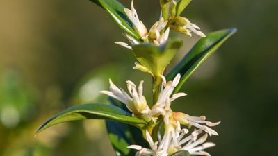 Best ground cover plants to prevent soil erosion – expert-approved species to stabilize sloping areas