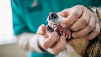 Pale dog gums: what do they mean? We ask a vet to explain