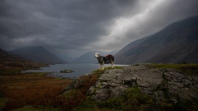 A sheep photobombed my landscape photo and made it even better! Here's lookin' at ewe, kid!