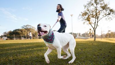 Does your dog pull on their leash? If so, you need this trainer's three simple steps