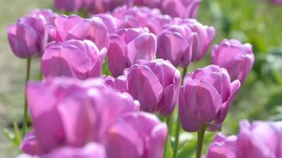 True Leaf Market Coupon Codes - for May 2026