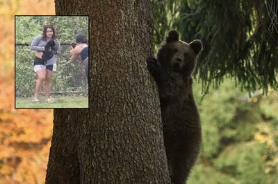 Bear Cub Rescued from Mob of Wild Selfie-Takers Released Back into Nature After Months of Rehabilitation