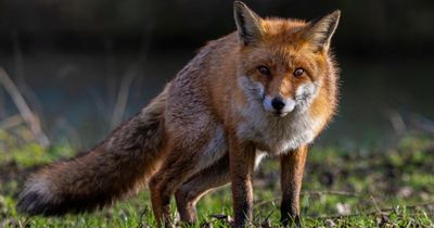 Snare ban to come into force in Scotland next week