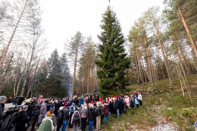 Trafalgar Square's Christmas tree chopped down in Oslo and on its way to London