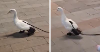 Duck wearing shoes becomes social media hit after being spotted in Glasgow