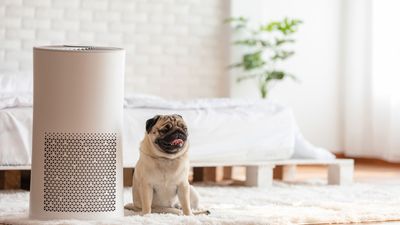 What is a personal air purifier and how do they work?