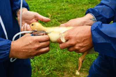 Europe to tighten bird flu surveillance