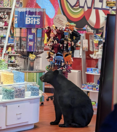 WATCH: Sweet-Toothed Bear Wanders Into Candy Store, Helps Himself to Hershey's Kisses