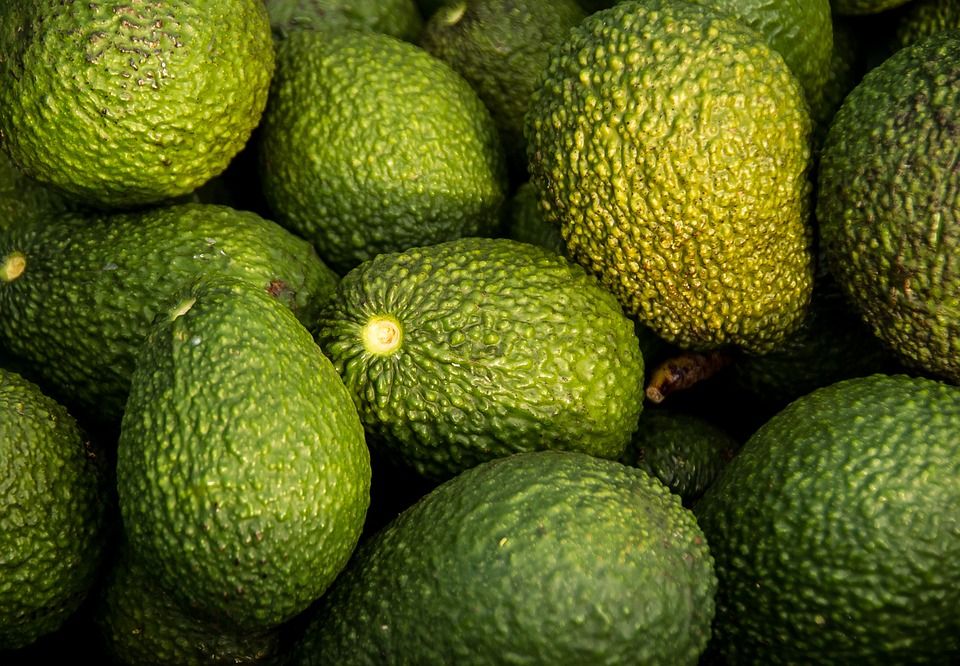 Mexico's avocado boom causing deforestation and…