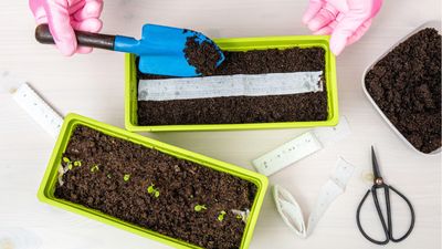 If you want uniform planting, you need to try this easy DIY seed tape hack