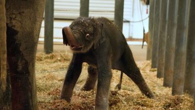 Endangered Asian elephant calf ‘Kirby’ born at Houston Zoo