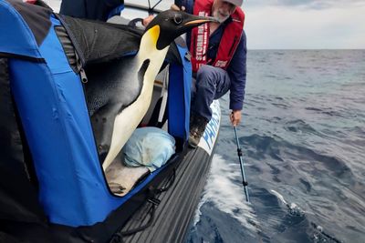 Emperor penguin that travelled 3,000km to West Australian beach begins long journey home