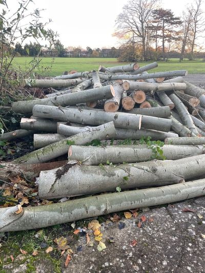 South London football club faces council backlash over unauthorised tree felling in Morden Park