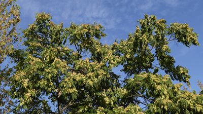 Invasive trees never to grow – 5 species to avoid and which trees you should plant instead