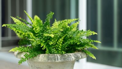 How to Overwinter a Boston Fern — Lush and Green, Learn What to Do to Protect These Beauties During the Frost