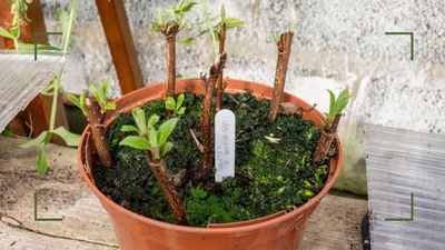 How to take hardwood cuttings like a pro – to double your garden for free