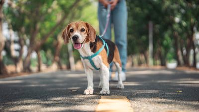 How to handle unexpected surprises when walking your dog, according to an expert