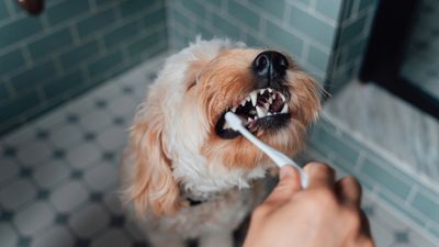 How to remove tartar build-up in dogs, according to a vet