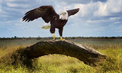 ‘I couldn’t admit I was afraid’: biologist Tina Morris on her fight to save the bald eagle