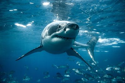 Convincing sharks that surfers aren't seals might be the way to avoid attacks