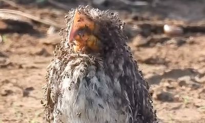 Guide in Africa captures rare footage of bird bathing in ants