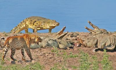 Watch: Brave (or foolish) leopard risks life to eat with 10 crocodiles