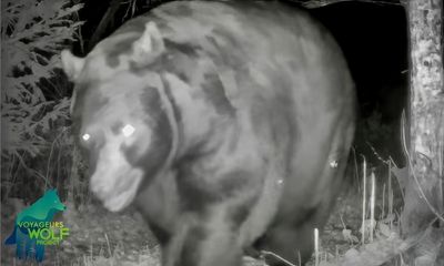 Watch: A bear so fat that it’s jokingly described as a ‘hippo’